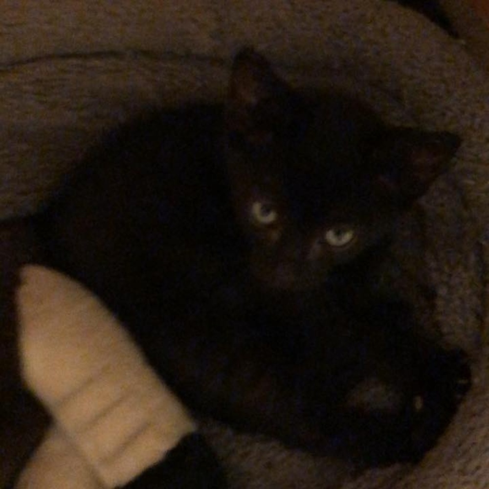 Meet your Posher, Rachel